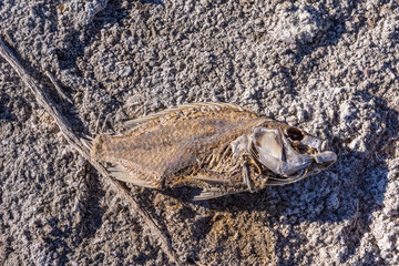 USA, CA, Salton Sea - December 28, 2012: Closeup of brown gray dried skeleton of fish, partly consumed by bugs and sun on gray sand with pebbles.