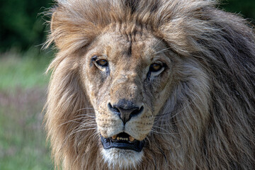 Fototapeta premium lion