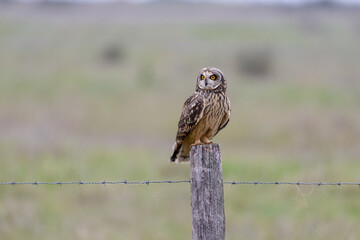 Short eared owl (Asio flammeus) perched on roadside fence post at dusk