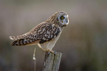 Short-eared owl pooping closeup  bird droppings