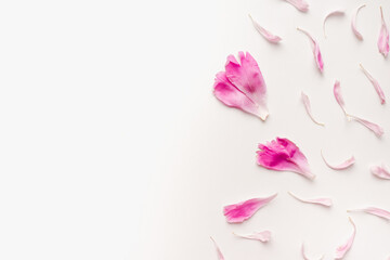 pink petals on a white background, rose petals, peony petals, colored background 