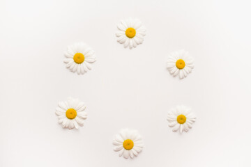 chamomile on a white background, medicinal chamomile, meadow with camomiles 