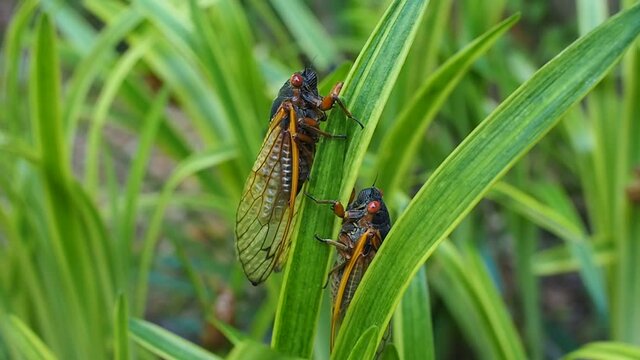 brood X cicadas on leaves