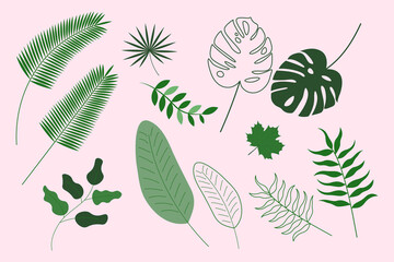 Leaves set isolated. Plant elements collection. Monstera, palm leaf and other. Vector illustration
