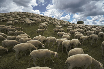 sheep herd  in summer on a mountain 
Fuerth Schafe auf dem Energieberg