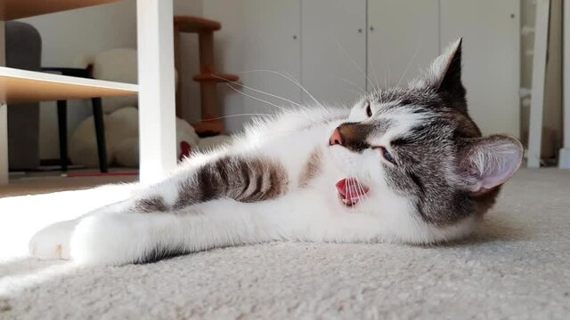 Cute cat tumbles on the carpet. Happy and lazy mood. Close-up shots.