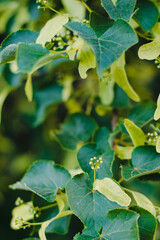 Obraz premium linden leaves, green linden leaves, branch with green leaves 