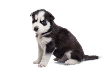 Siberian Husky puppy  isolated on white background. Cute little siberian husky puppy sitting on white background