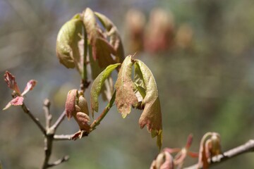 Spring shoots of a White oak, Quercus alba