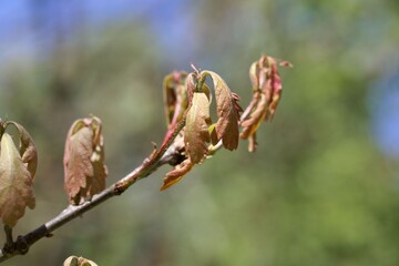Spring shoots of a White oak, Quercus alba