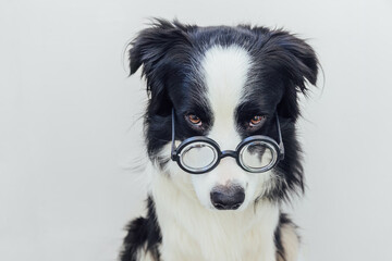 Funny portrait of puppy dog border collie in comical eyeglasses isolated on white background....