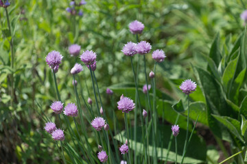 chive flowers in the field