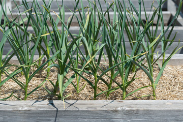 garlic growing in a raised container garden