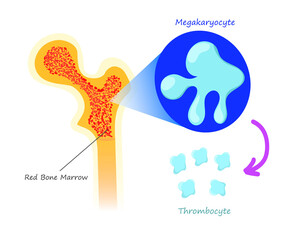 Red bone marrow thrombocyte production. illustration of the platelets synthesis from megakaryocyte - obrazy, fototapety, plakaty