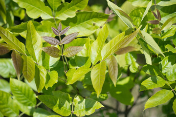 green leaves background