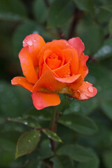Nahaufnahme einer orangefarbenen Rose mit Wassertropfen