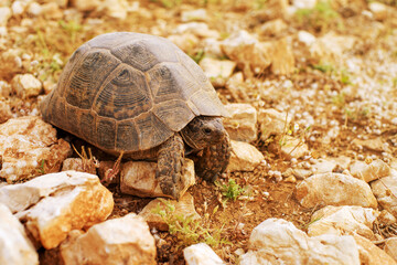 Land turtle in the mountains of Turkey in summer, close up