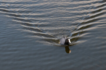 Coot swimming in the calm waters of a reservoir leaving a V shaped wake in the water