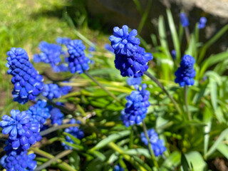 Small fresh natural blue first spring beautiful flowers growing in nature in the grass