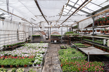 Spring season in modern greenhouse with seasonal petunia flowers blooming grow in boxes for transplantation and gardening outdoors. Professional glasshouse interior. Agribusiness and farming concept