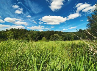 grass and sky