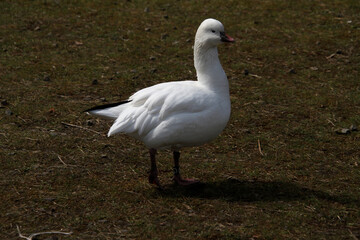 A close up of a Ross's Goose
