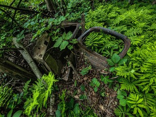 old abandonned car in the forest