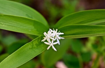 Close-up of early spring summer wild flowers and tree blossom blooms. Cheery, seasonal floral background. 