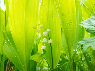 Fototapeten Lily of the valley flowers in nature. Convallaria majalis in the meadow. Sweetly scented wild flower. Lily-of-the-valley background. © Marco