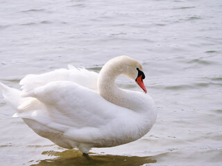 Naklejka premium white swan posing in sunshine at riverside