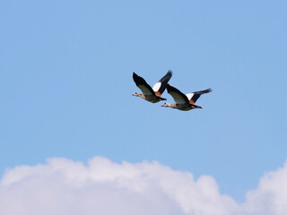 Canada geese flying synchronously mid-air against blue sky