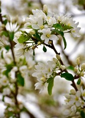 Close-up of early spring summer wild flowers and tree blossom blooms. Cheery, seasonal floral background. 