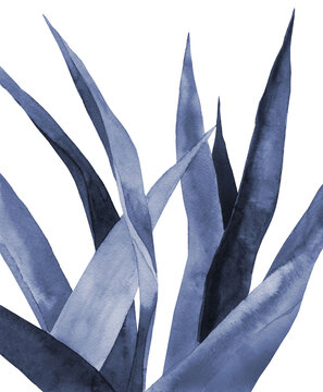 Navy Blue Plant Watercolour Leaves. Agave Leaves. Watercolor Illustration Isolated On White Background. 