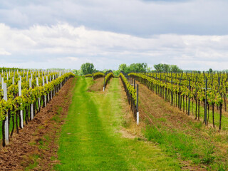 Fototapeta na wymiar vineyard with bright green vines in sunshine