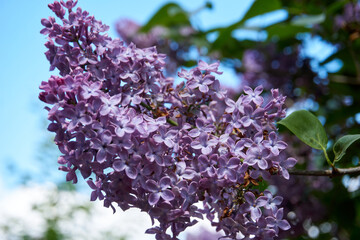 close up of purple lilac under blue sky