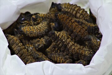 Dried mopane worms can be eaten raw as a crisp snack; however, in Botswana people tend not to eat...