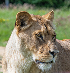 lionne