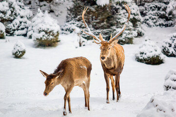 Female and male red deer (Cervus elaphus) in the winter mountain forest after snowfall, selective focus