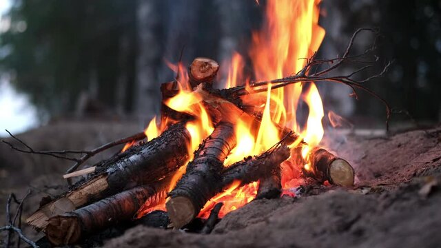 4k Bonfire burning down in the forest autumn, flame sticks and coals in fire close up on sand beach in the evening night.