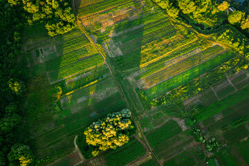 Aerial View Of Vegetable Garden. Potato Plantation At Summer Day. Village Garden Beds