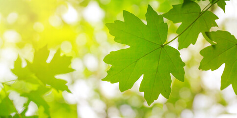 Spring landscape, background - view of the maple leaves on the branch in the deciduous forest on a sunny day, closeup, with space for text