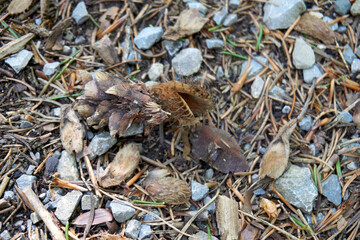 close up of forest floor with acorns and pine cones