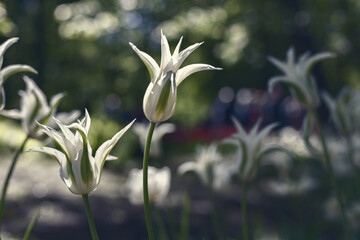 Obraz premium Spring tulips in the park, ginger and blue