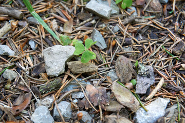 close up of forest floor with acorns and pine cones
