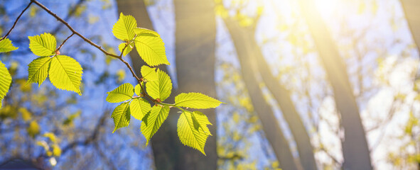 Spring landscape, background, banner - view of the hazel leaves on the branch in the deciduous forest on a sunny day, close up, with space for text - obrazy, fototapety, plakaty