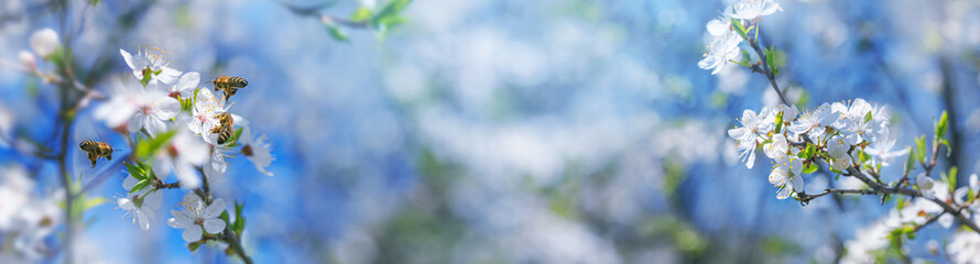 Spring background, banner - flowers of plum tree, pollinated by bees, selective focus, close up...