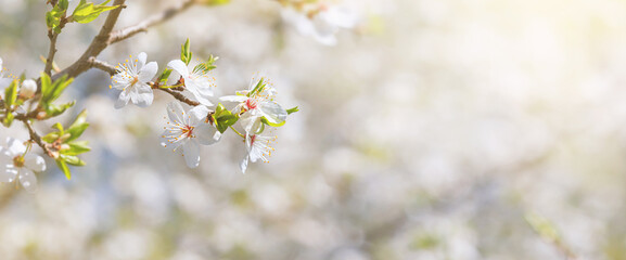 Spring background, banner - flowers of plum tree, selective focus, close up with space for text