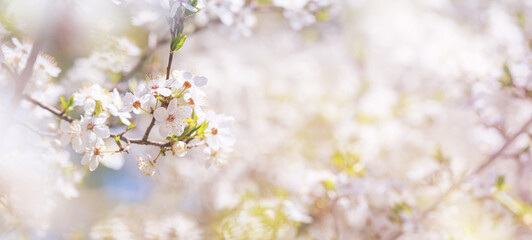 Obraz na płótnie Canvas Spring background, banner - flowers of plum tree, selective focus, close up with space for text