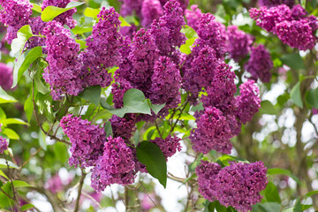 purple lilac buds close up