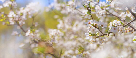 Spring background, banner - flowers of plum tree, selective focus, close up with space for text